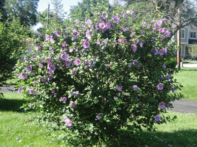  "Russian Violet Floru"  (50 ).