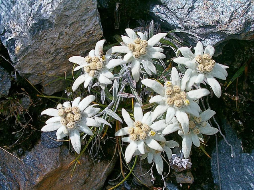 Эдельвейс альпийский (около 300 семян).