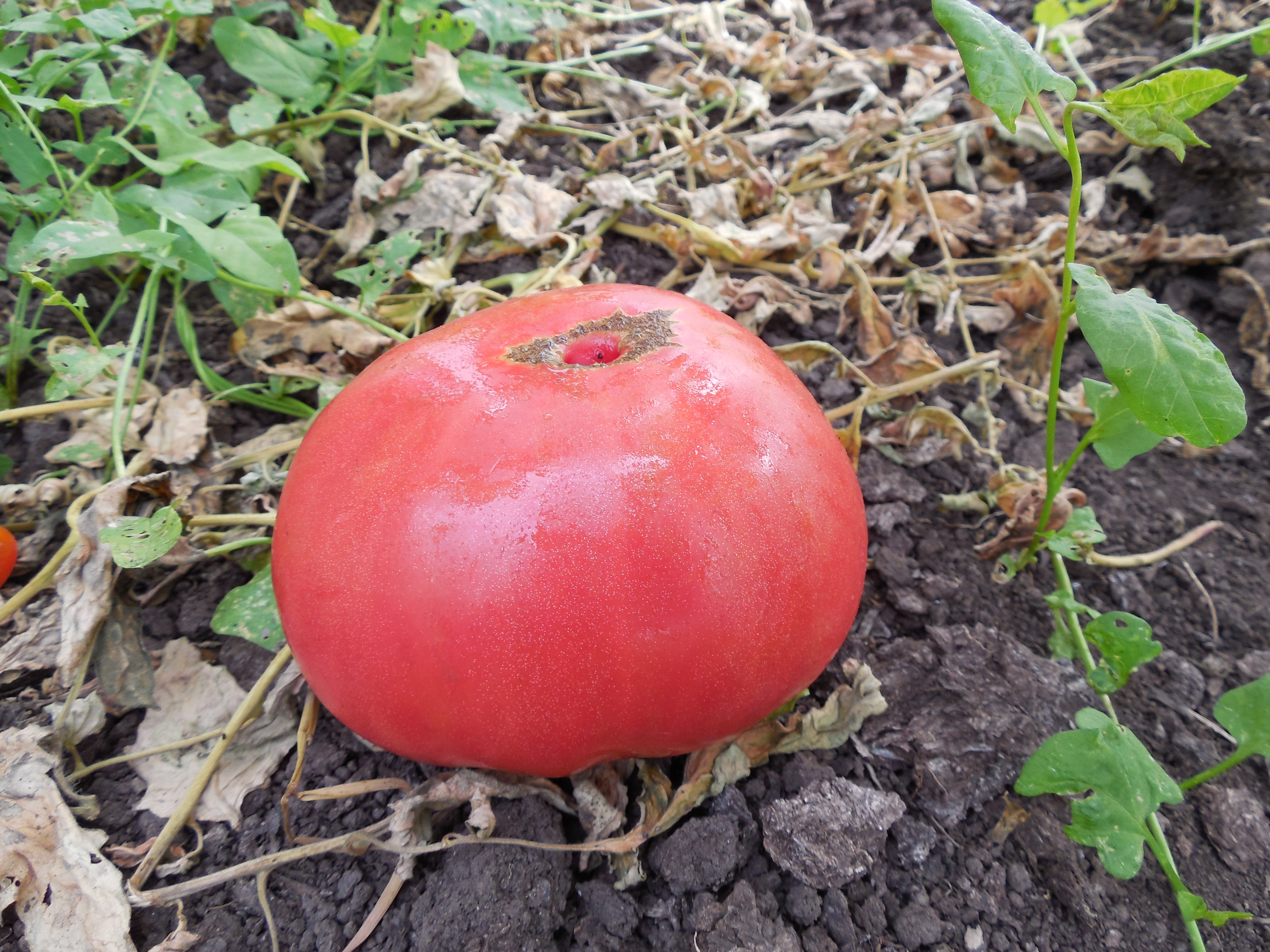 Томат или помидор как правильно. Сорт помидоры томатный Король. Томат Вэл черный полосатый. Семена томата томатный Король. Синеножка томат помидоры.