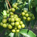Бархат амурский (около 100 семян в ягодах).