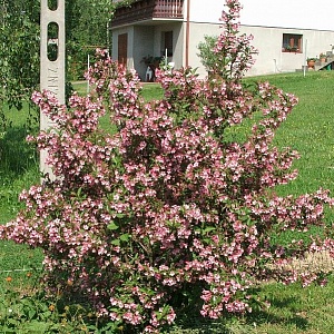 Вейгела цветущая (около 200 семян).