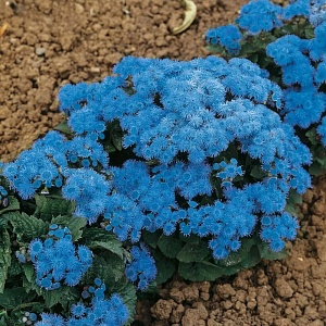 Агератум "Blue Ball" (около 300 семян).