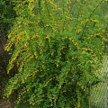 Барбарис обыкновенный (около 200 семян).