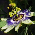 Пассифлора голубая (50 семян).