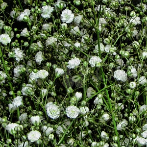Гипсофила махровая "Snowflake" (около 300 семян).