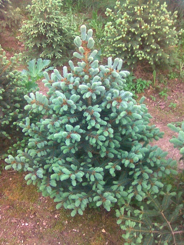 Ель Энгельмана (около 100 семян).