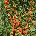 Годжи, дереза китайская, барбарис тибетский (100 семян).