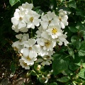 Роза Вихуры (50 семян).