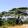Кедр ливанский (30 семян).