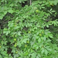 Элеутерококк колючий (около 100 семян).
