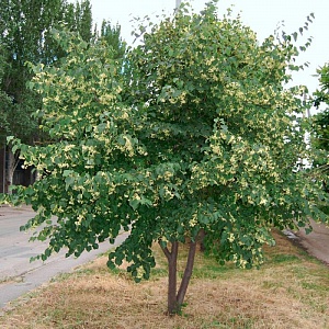 Липа маньчжурская (50 семян).