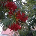 Рябина смешанная  "Додонг"  (около 100 семян в ягодах).