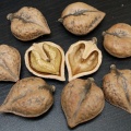 Орех сердцевидный (10 семян).