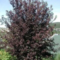 Алыча пурпурнолистная (50 семян)