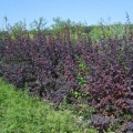 Барбарис обыкновенный пурпурнолистный (около 100 семян в ягодах).