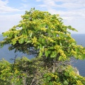 Держи-дерево (50 семян в костянках).