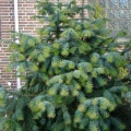 Куннингамия ланцетовидная (около 100 семян).
