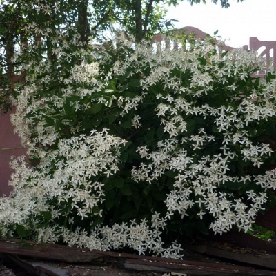 Клематис виноградолистный "Белый снег" (около 100 семян).