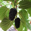 Шелковица черная (около 300 семян).