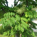 Аралия маньчжурская, высокая (около 100 семян в ягодах).