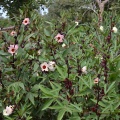 Гибискус сабдариффа, суданская роза (50 семян).
