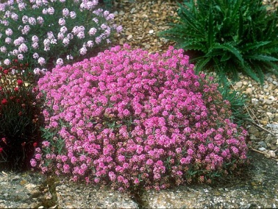 Алиссум морской- розовый (около 300 семян).