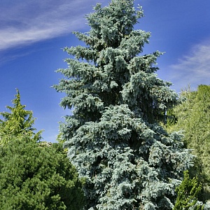 Псевдотсуга сизая (50 семян).