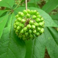 Элеутерококк колючий (100 семян в ягодах).