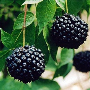 Элеутерококк колючий (100 семян в ягодах).
