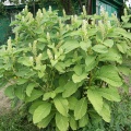 Лаконос американский (около 100 семян).