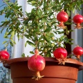 Гранат карликовый "Нана" (30 семян).