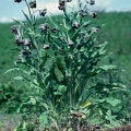 Чернокорень лекарственный, крысогон (около 100 семян).