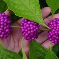 Красивоплодник бодинье (50 семян).