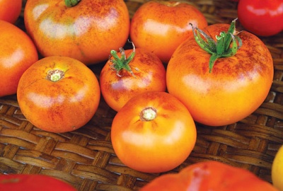 Томат "Оранжевый с фиолетовыми пятнами" (10 семян).