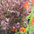 Клематис прямой, пурпурнолистный (50 семян).