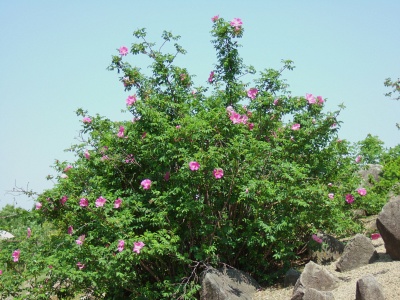 Роза даурская (50 семян).