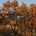 Дуб монгольский (20 семян).