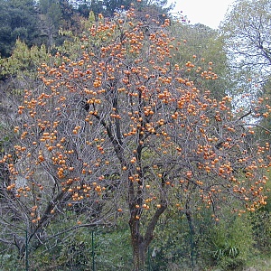 Хурма восточная (20 семян).