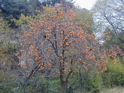 Хурма восточная (20 семян).