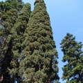 Кипарис вечнозеленый (около 200 семян).