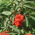 Бузина красная (около 100 семян).