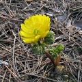 Адонис весенний (около 100 семян).