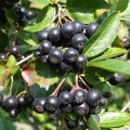 Арония черноплодная, черноплодка (около 100 семян).