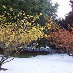 Гамамелис весенний (50 семян).