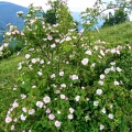 Роза собачья, канина, шиповник (около 200 семян).