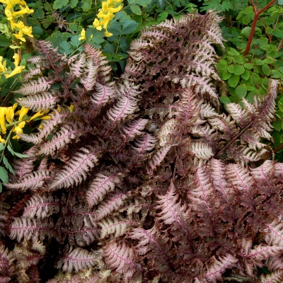 Кочедыжник "Burgundy Lace" (более 1000 спор на листьях).