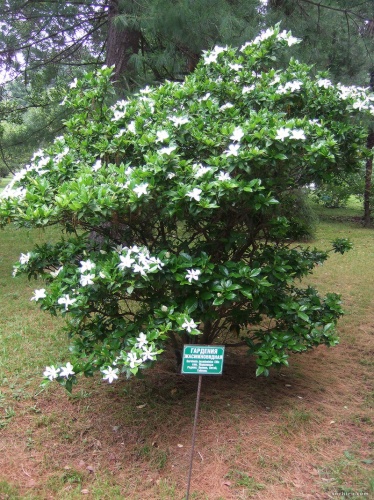 Гардения жасминовидная (50 семян).