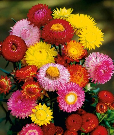 Бессмертник прицветниковый- микс 3 цветов (около 300 семян).