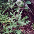 Мордовник шароголовый (около 300 семян).