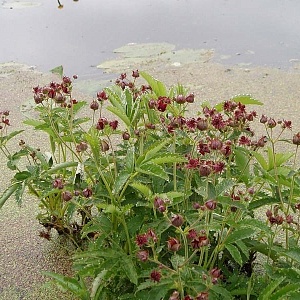 Сабельник болотный (около 200 семян).